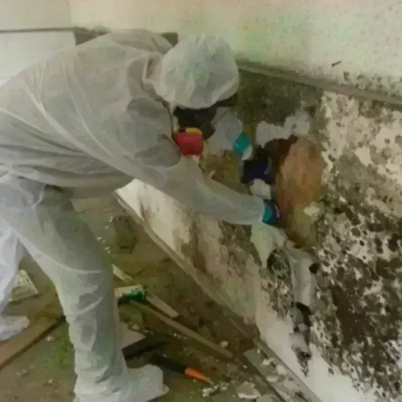 Mold Remediation and Removal in Wilmot, NH